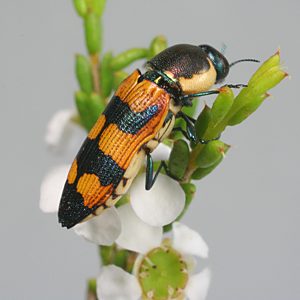 Castiarina rediviva, PL0304A, female, on Hysterobaeckea behrii, EP, 12.1 × 4.4 mm